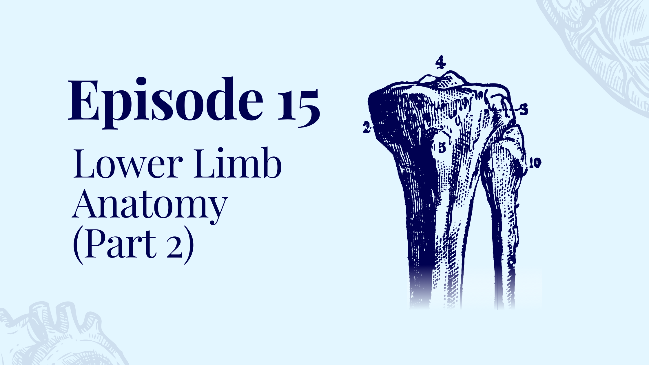 Episode 15 – Lower Limb Anatomy (Part 2) with Dr. Anna Morgan