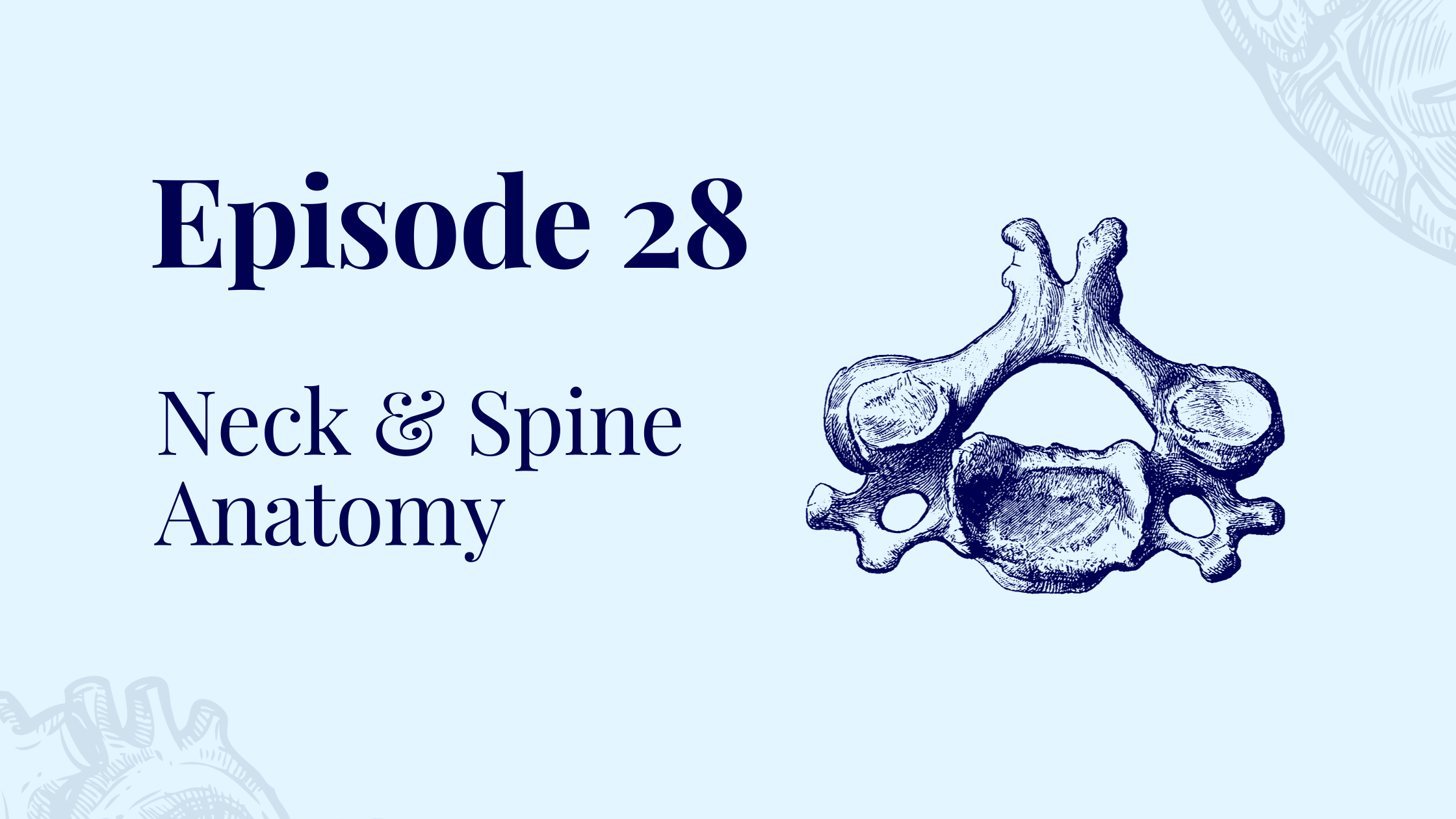 Episode 28 – Neck and Spine Anatomy with Dr. Susan Lammi